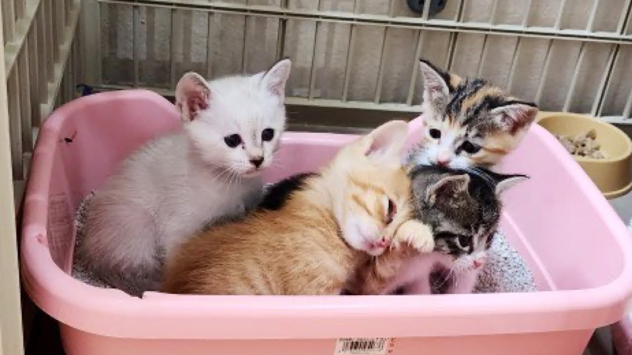 トイレ掃除中の子猫達の様子がこちら。