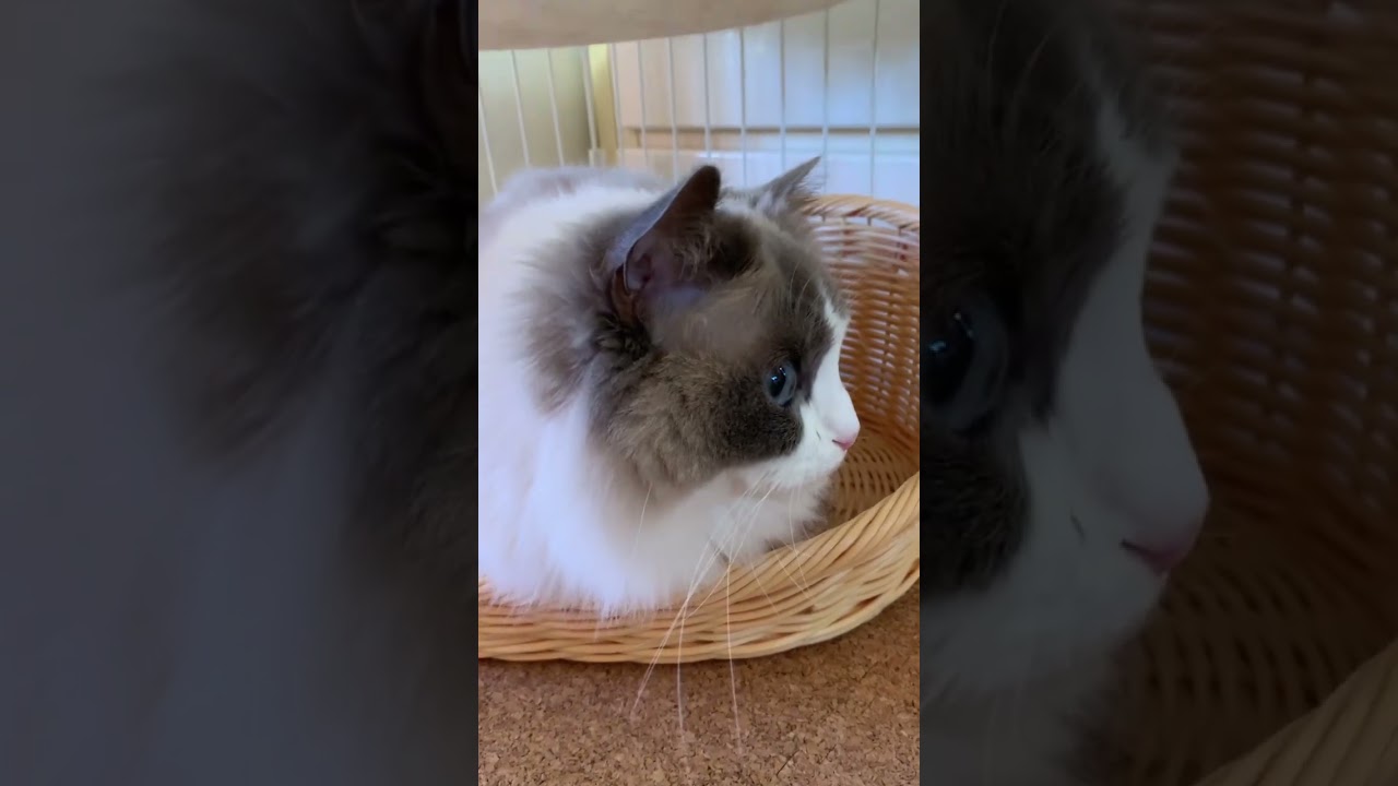 新しいものは速攻！ラグドール かご入り娘 ペットベッド DAISO ぬいぐるみ猫 人気猫 猫癒し動画 猫動画 猫カフェ気分 @minamin.ch.2022 もふもふ