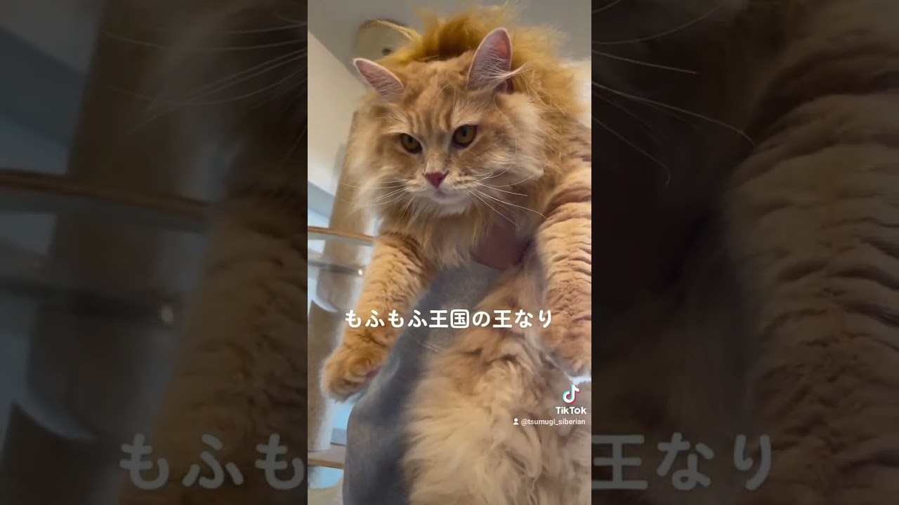 俺が〜もふもふ王国の王だ！ #猫 #cat #サイベリアン #siberian #もふもふ #shorts