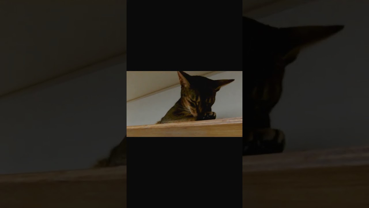 ネコ動画あび#919　#shorts　あびの毎日　アビシニアン　あびブログ