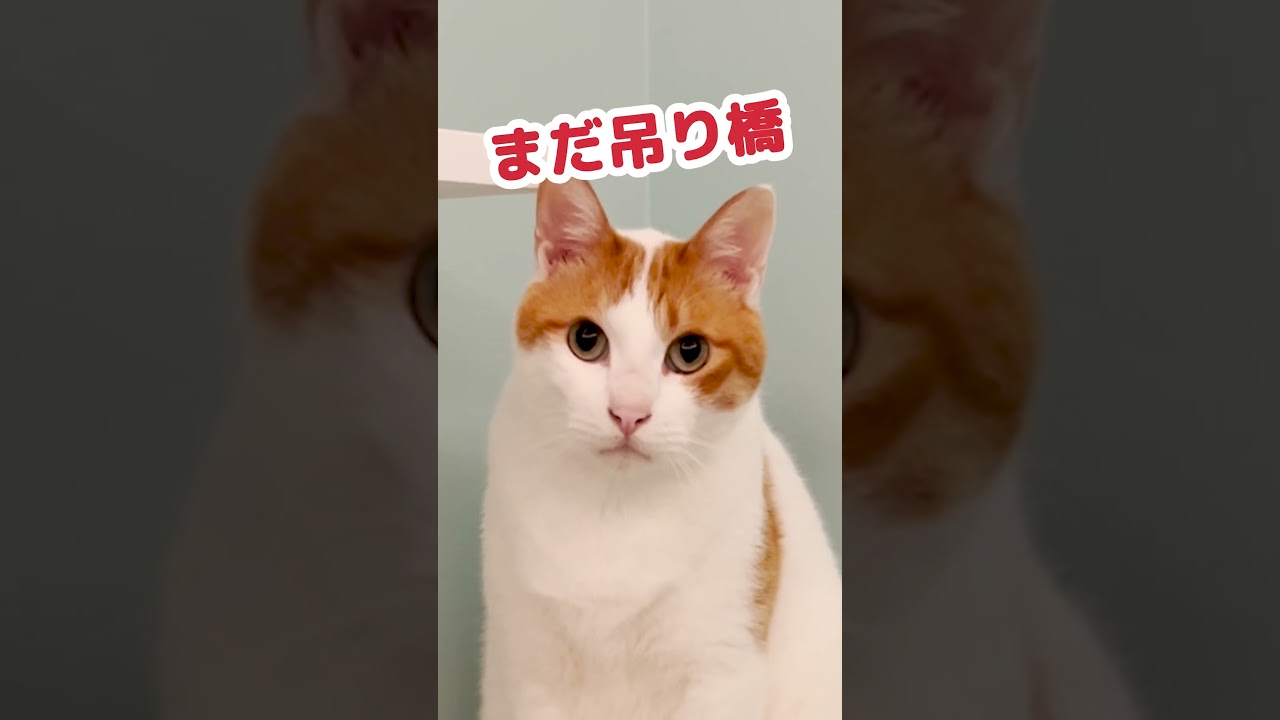 吊り橋が渡れない猫 #Shorts