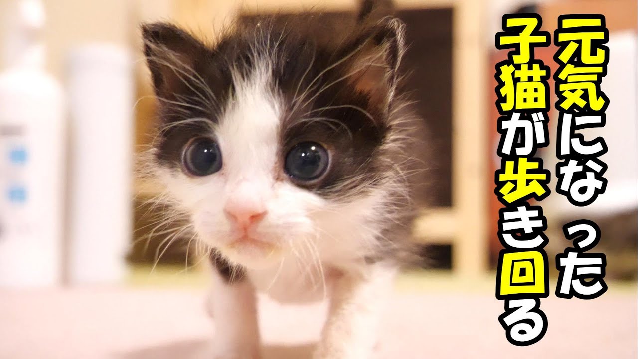 広くなったお部屋を嬉しそうに探索する子猫たち【赤ちゃん猫　保護猫】