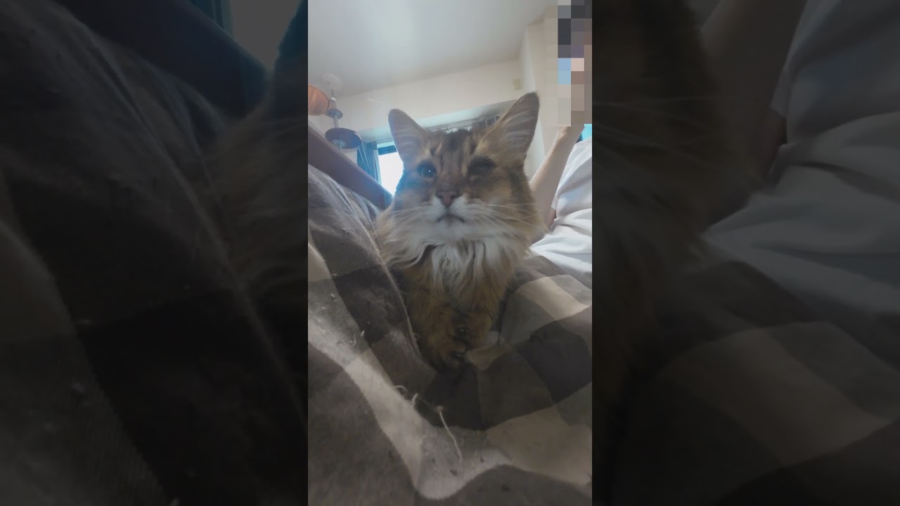 甘えモードから突如の飛翔 2023#猫 #ソマリ #cat #kmg