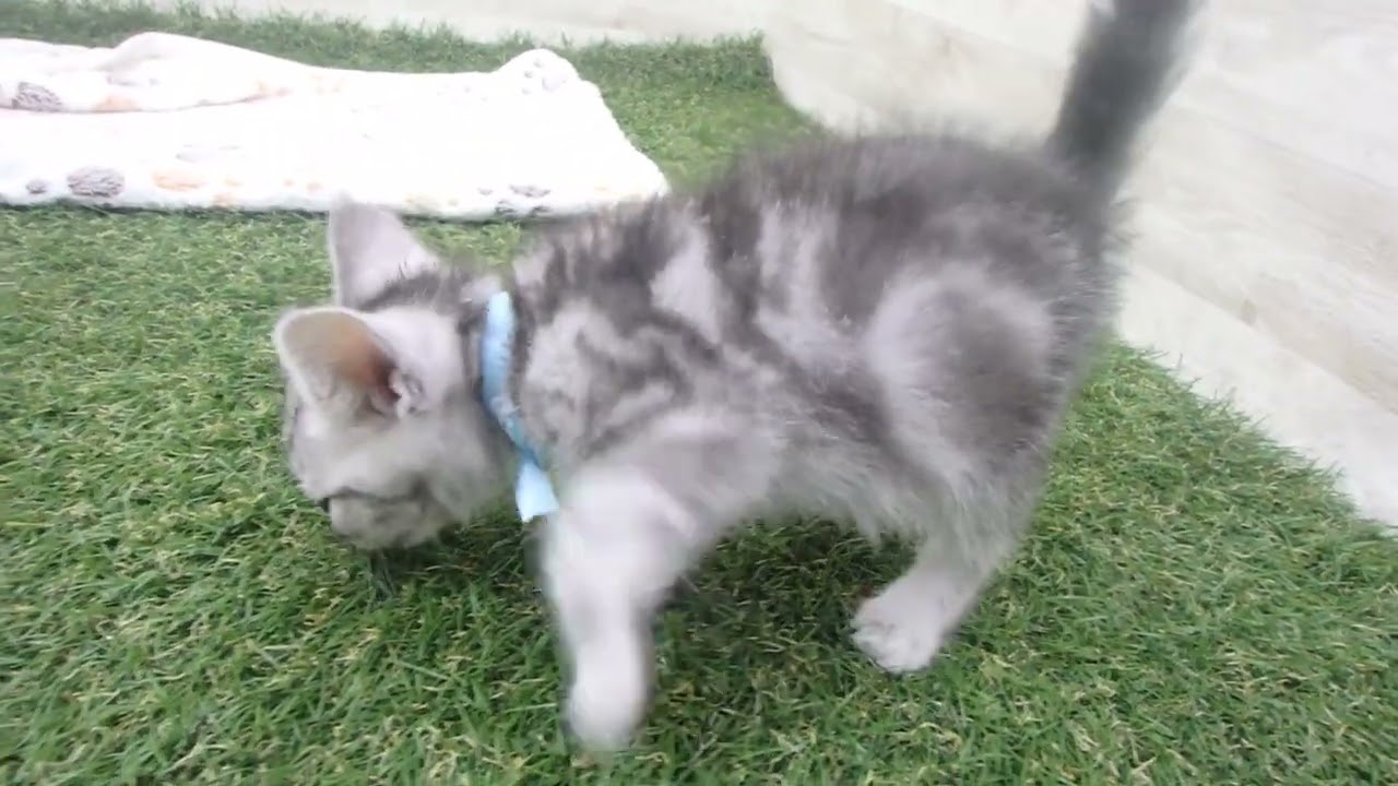 Coo&RIKU　No00629672 アメリカンショートヘアー