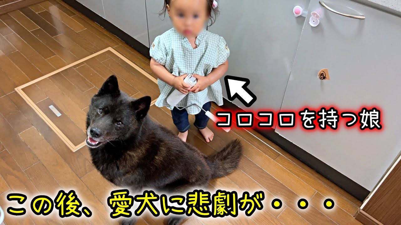 甲斐犬一休が娘に優しすぎる件【コロコロしてたら悲劇が・・・】
