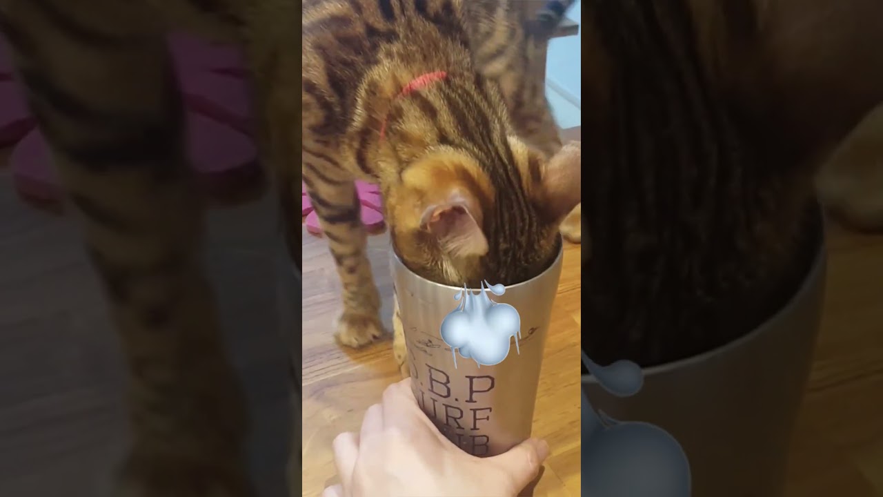 コップのお水が気になっちゃう猫さん #shorts