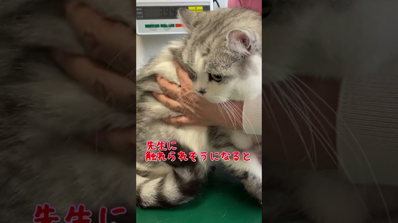 病院の先生に挨拶代わりの威嚇をする兄猫