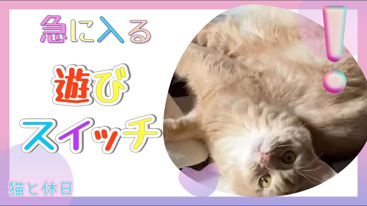 急に入る謎スイッチ！#猫#ソマリ#スイッチ