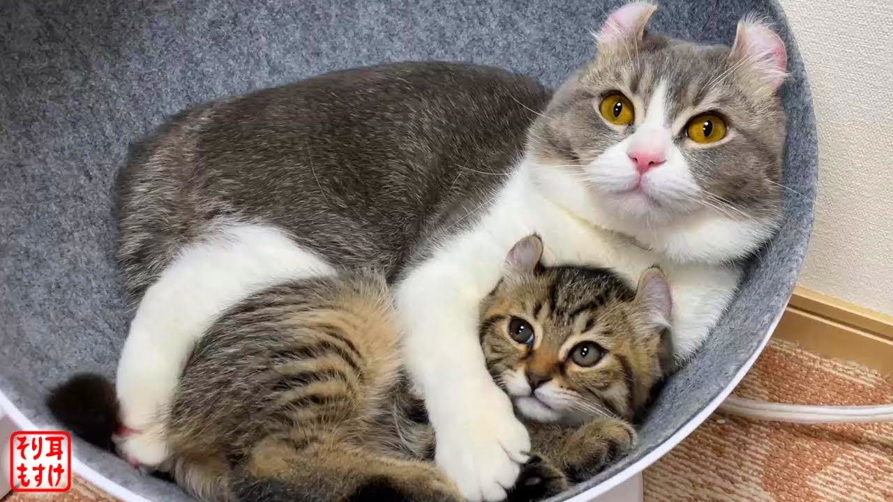 ますます人間味のある愛情表現をするパパ猫と幸せ家族がこちら💕