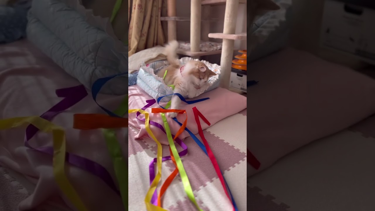 今日の遊び♬ ノルウェージャンフォレストキャット #shorts