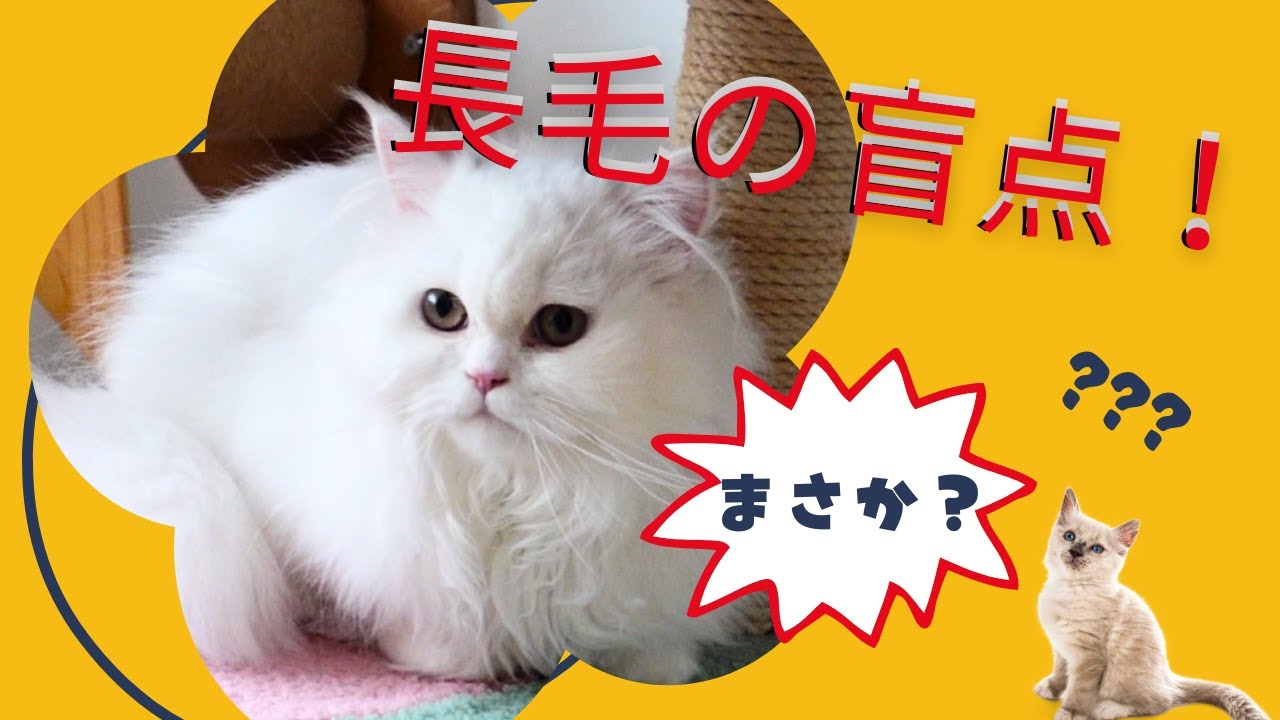 超モフモフ子猫に潜む闇！辛かったね　出戻り2日目