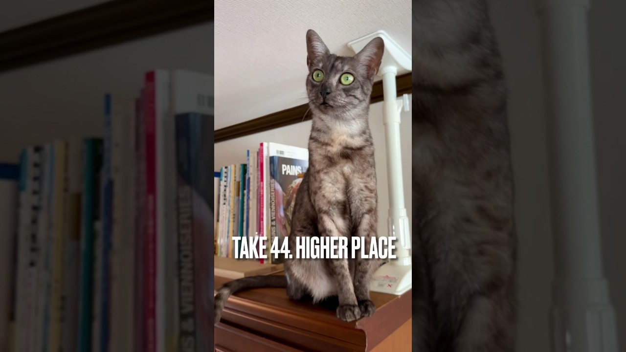 #高い所大好き にゃ😻#ジャンプ力 抜群 #エジプシャンマウ #猫 #shorts