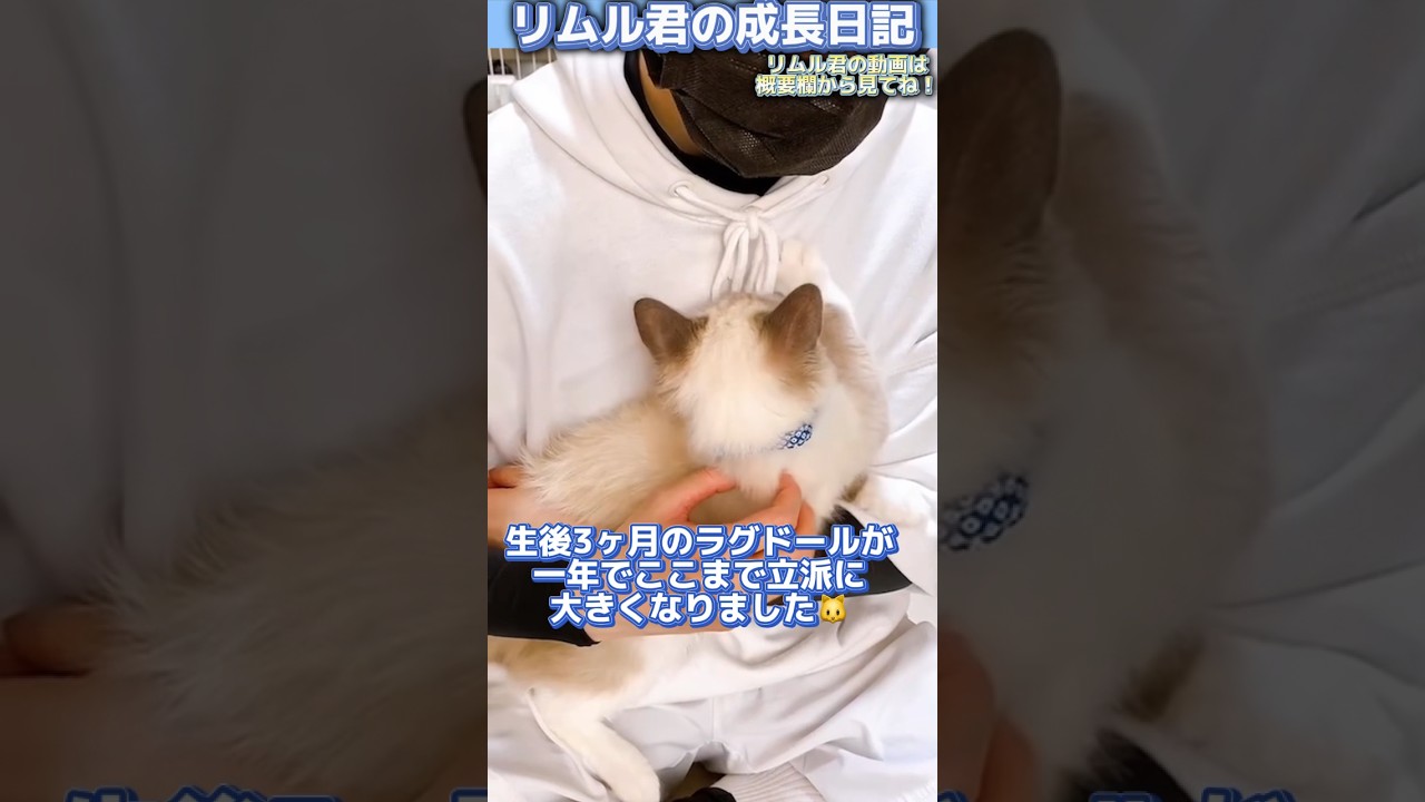 【リムル君の成長日記】ラグドールの子猫がここまで立派になりました！#shorts #ラグドール #猫動画 #ペット動画 #cat