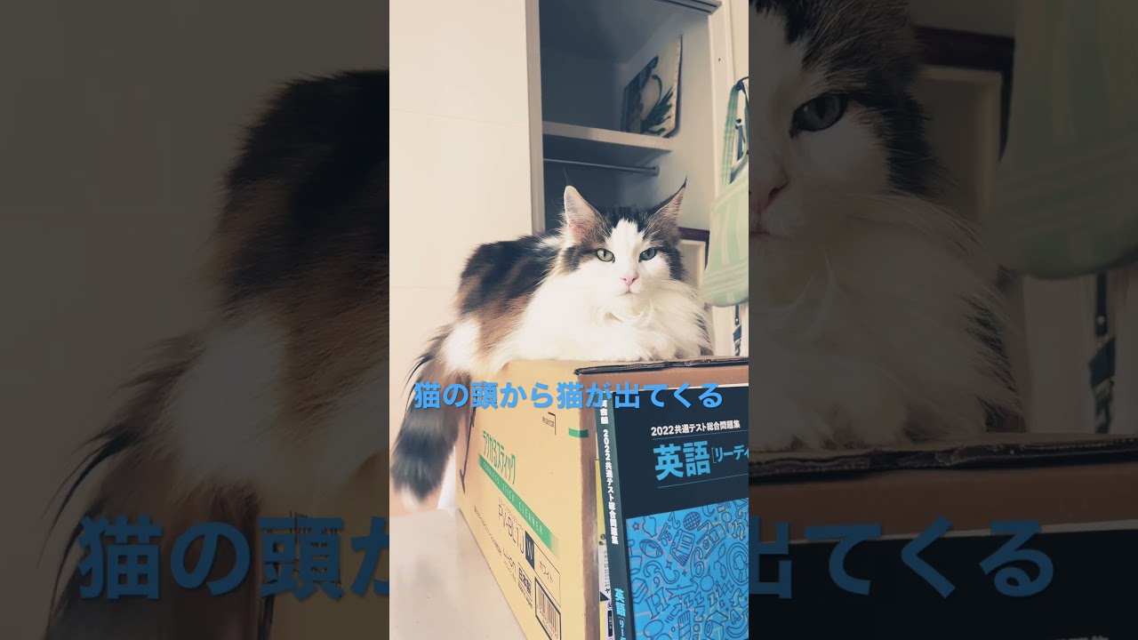マトリョー猫。猫の頭から猫が!#cat #ノルウェージャンフォレストキャット #cats #猫 #かわいい #shortsvideo #猫動画 #猫との暮らし #大型猫 #かわいい猫 #shorts