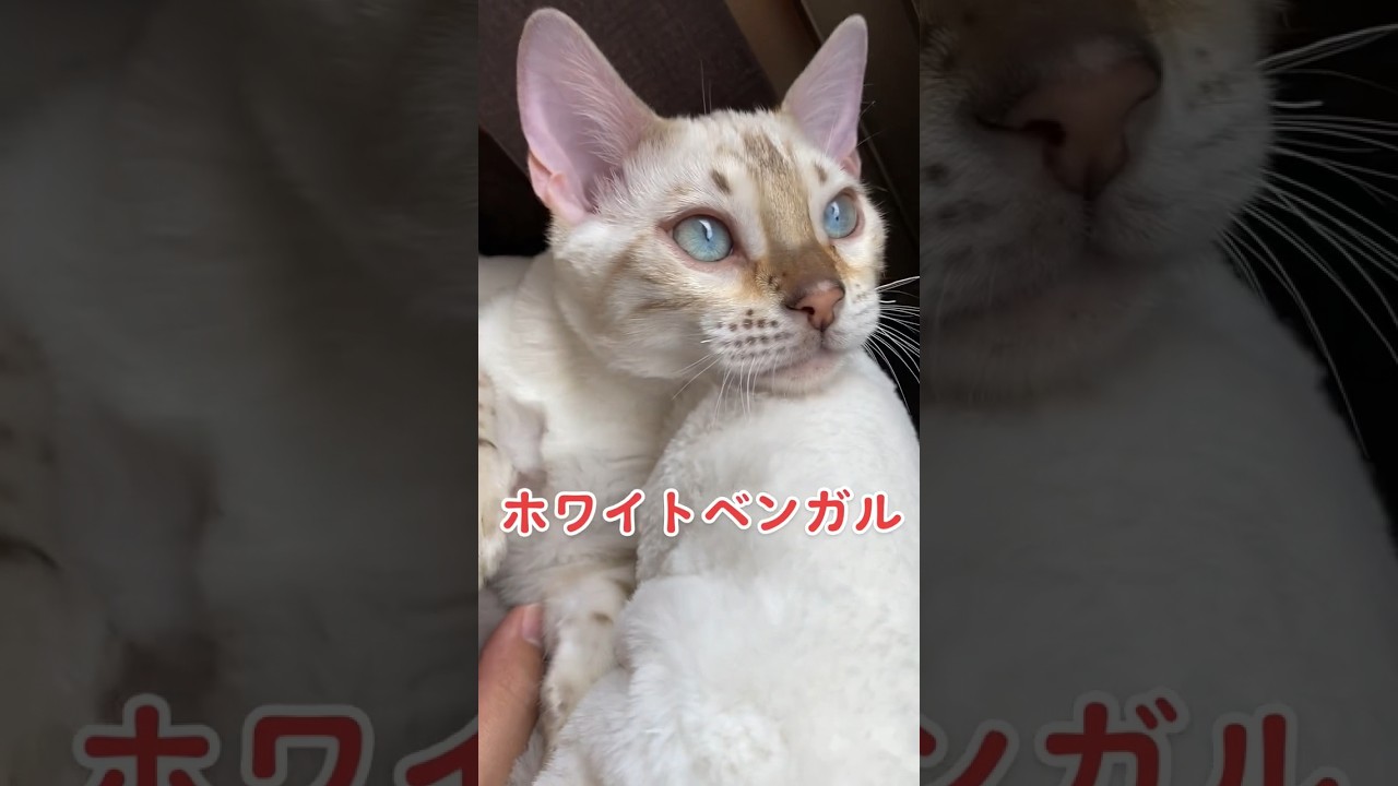 【子猫動画】ホワイトベンガル　生後4ヶ月！　アイドル 　ベンガル猫　ネコ　ねこ　#cat #bengalcat #ベンガル #ベンガル猫 #ベンガル子猫 #子猫 #bengal #猫