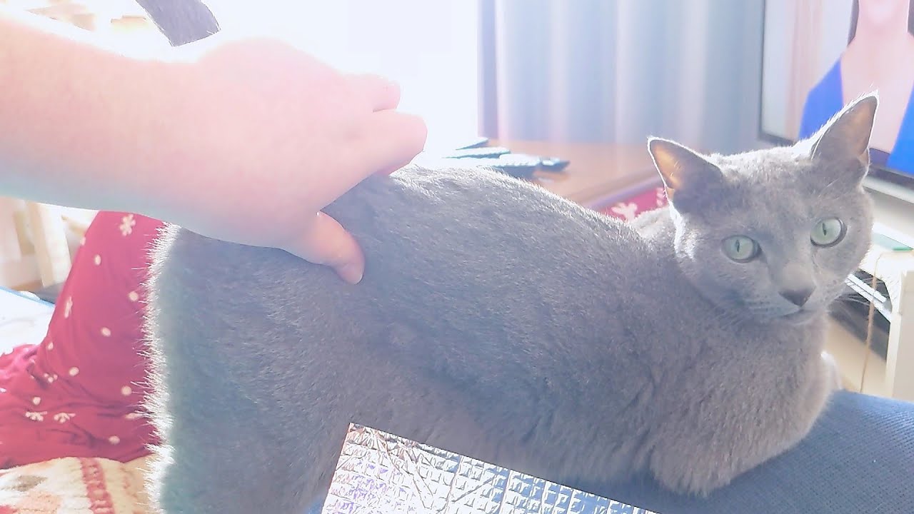 【猫動画】もっと触れとお尻を高く上げるロシアンブルー【russianbule】Russian blue who wants to be touched and raises her buttocks