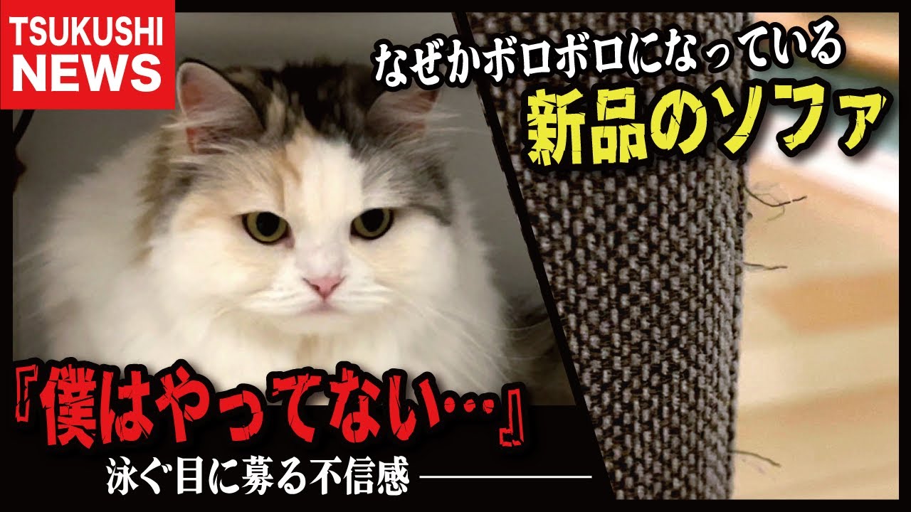 犯罪をおかした猫の言い分をお聞きください【関西弁でしゃべる猫】