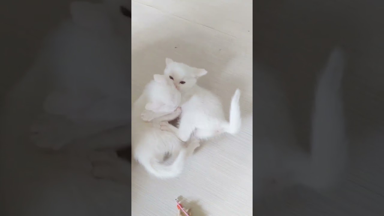 永遠に見れる子猫のケンカ…w　　#shorts