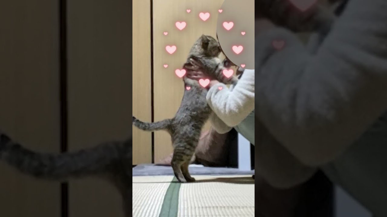 野良猫を甘やかして2ヶ月間育てたらこうなった #shorts