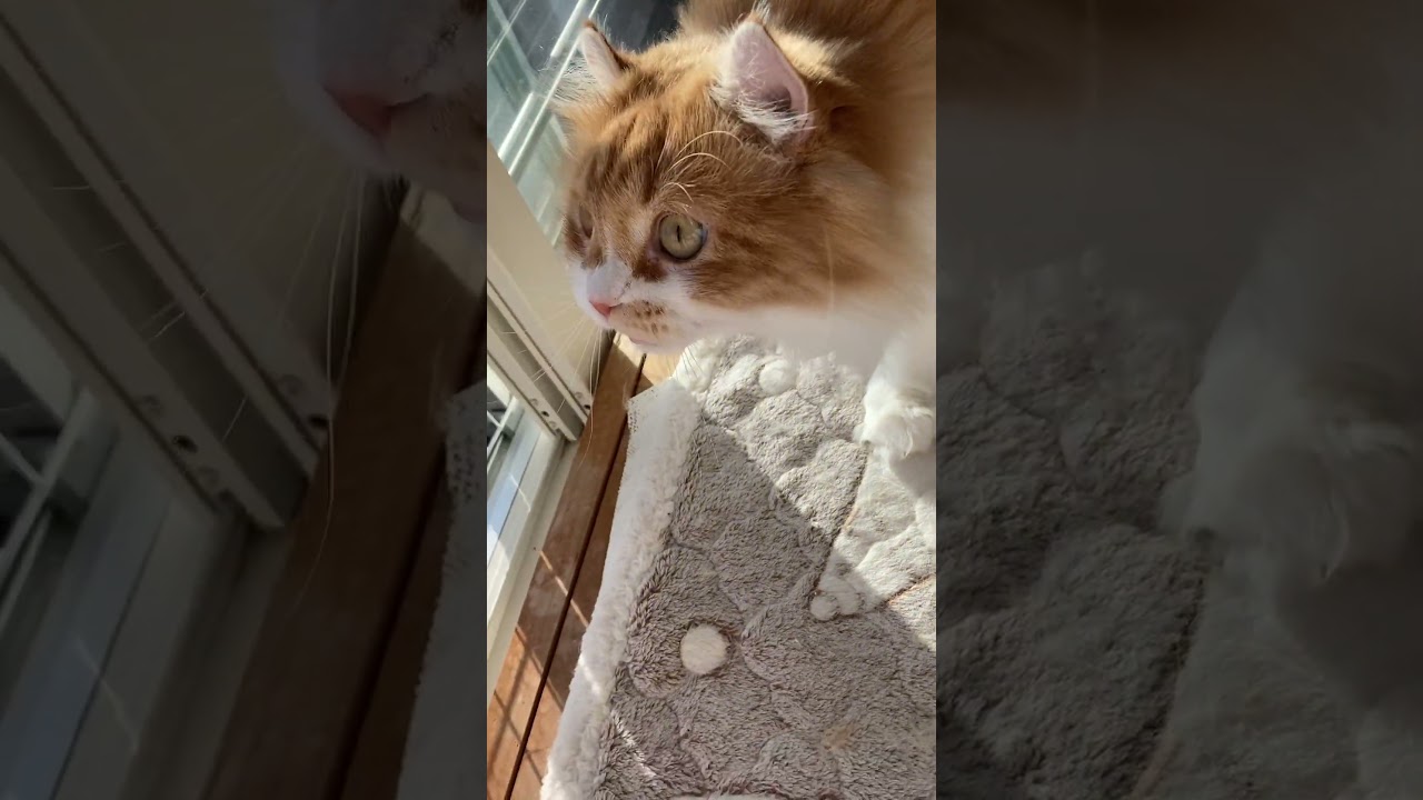 お友達に大興奮な猫 #shorts  #猫 #アメリカンカール #cat