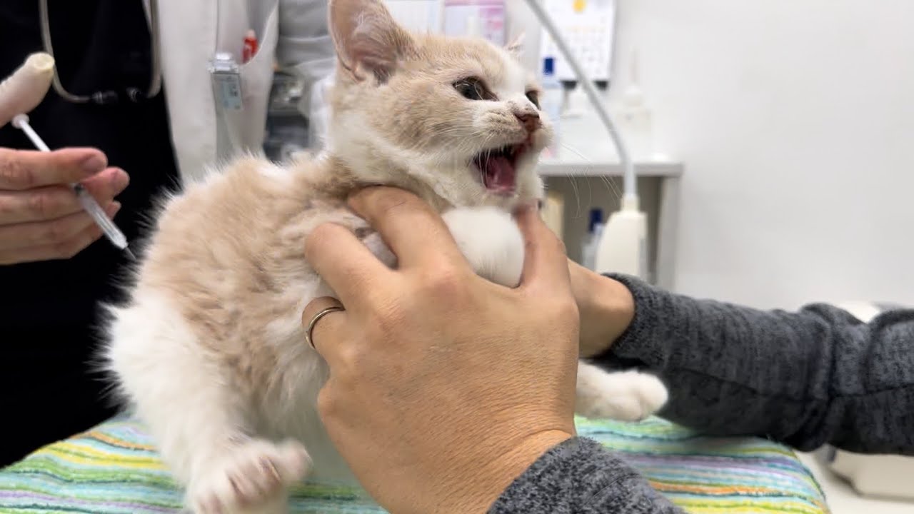 注射を覚えてしまった子猫がこうなりました。 #55