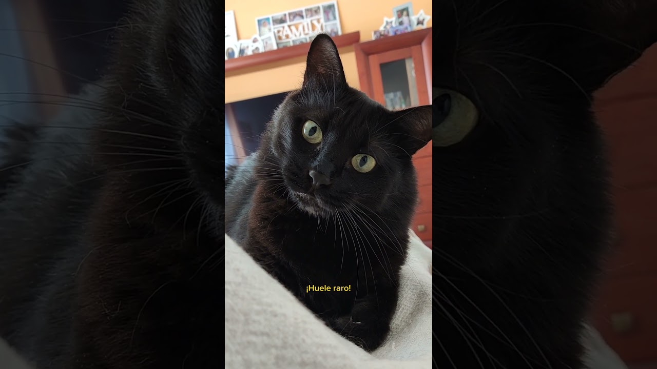 Que sea la última vez 😾