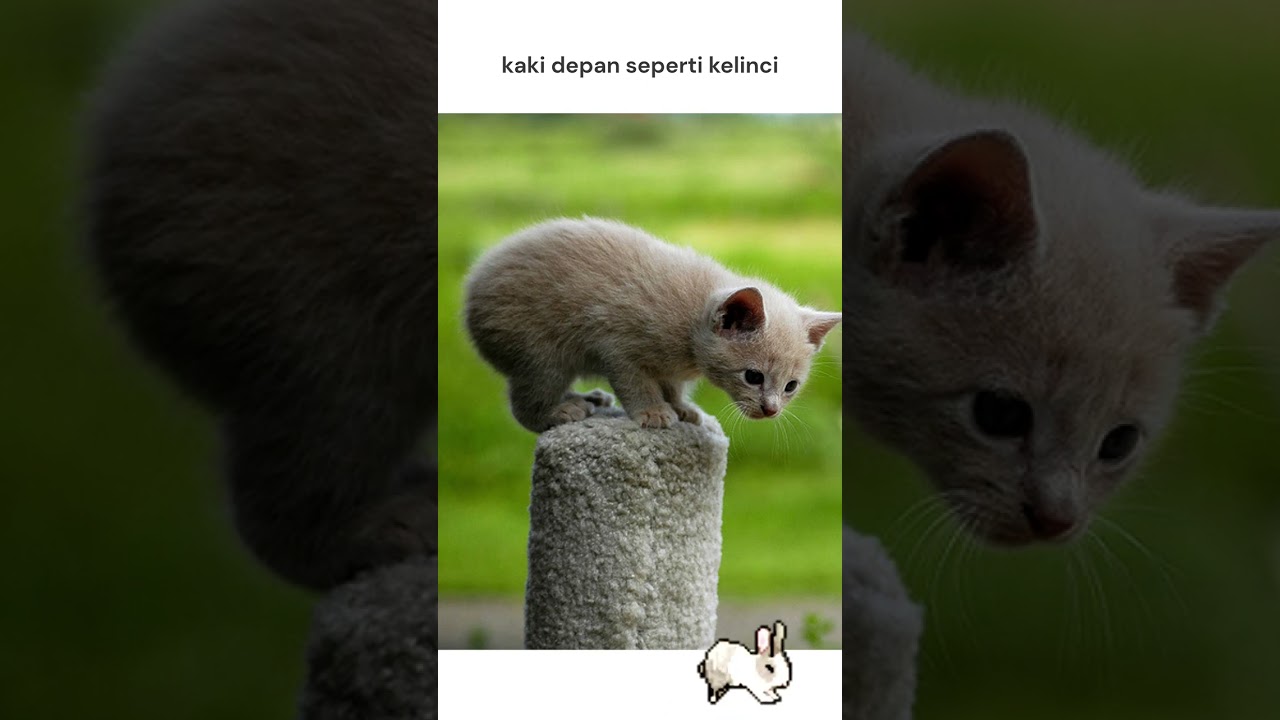 TEBAK! KUCING KUCING APA YANG GAK PUNYA EKOR? | MANX