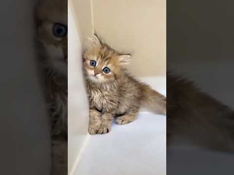 マンチカン ブラウンタビー（ロングヘアー）の男の子♪