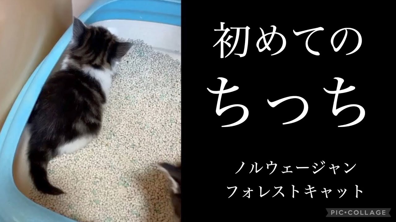 初めてのちっち★ノルウェージャンフォレストキャット
