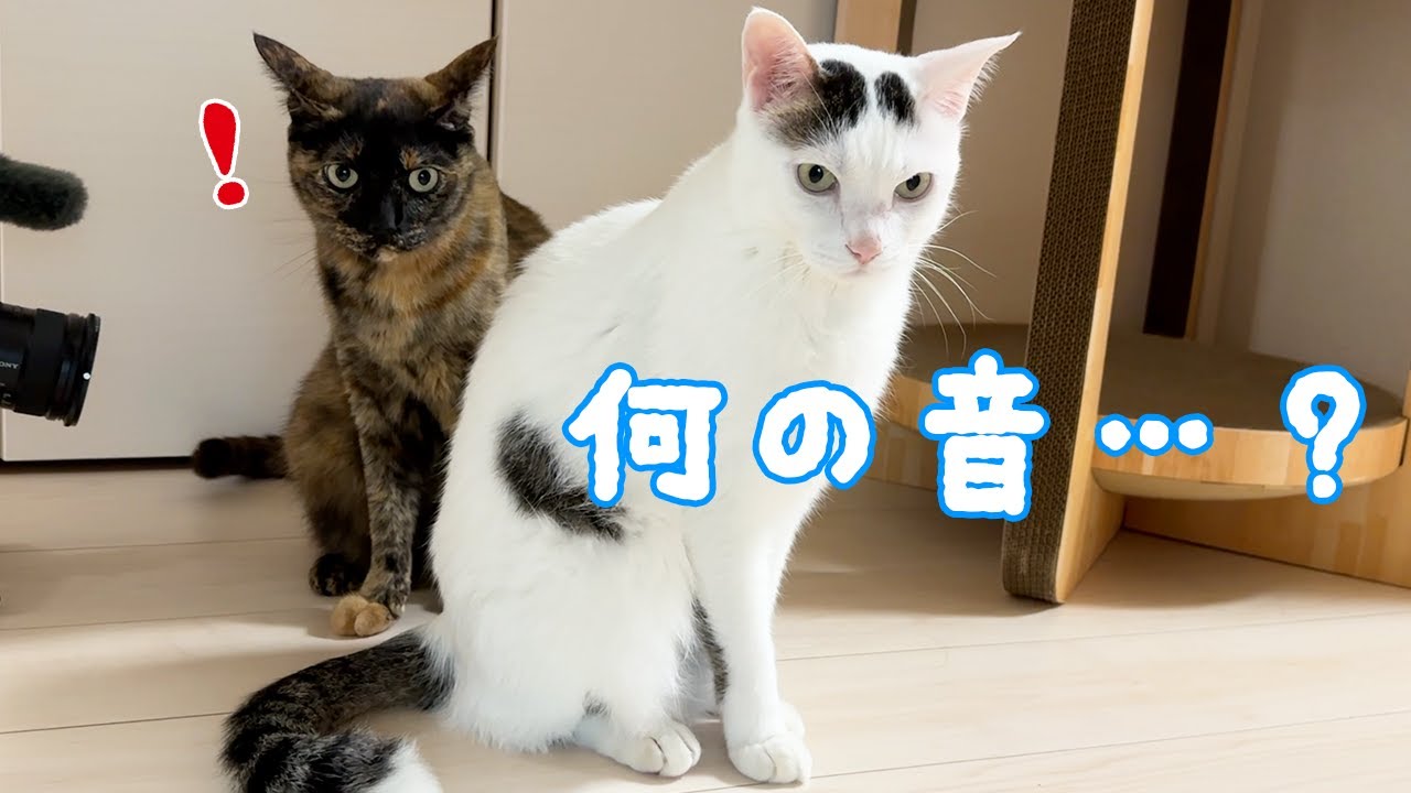 大雨とパパにビビりまくる猫たちｗ