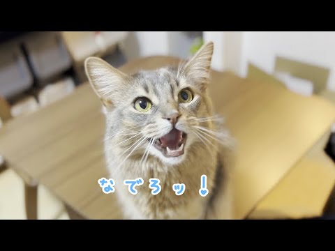 なでろッ！ソマリをナデナデする動画