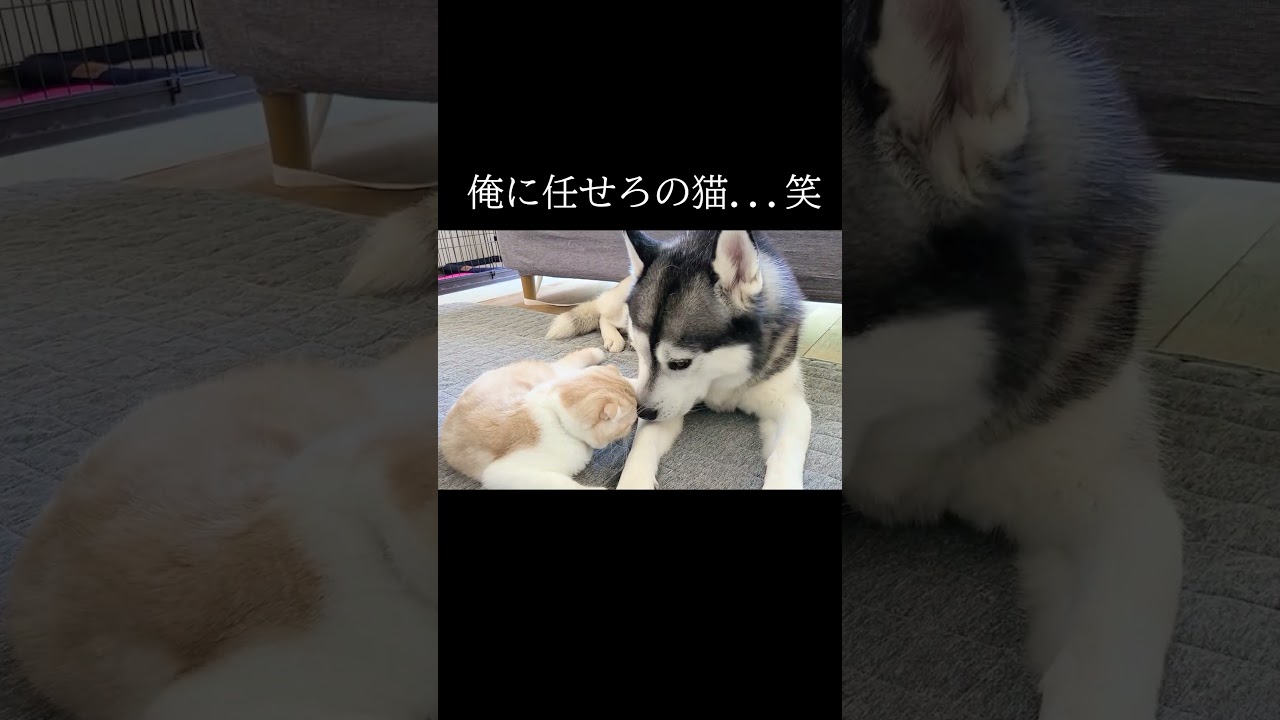 痒いのか？俺に任せろの猫がこちら...笑