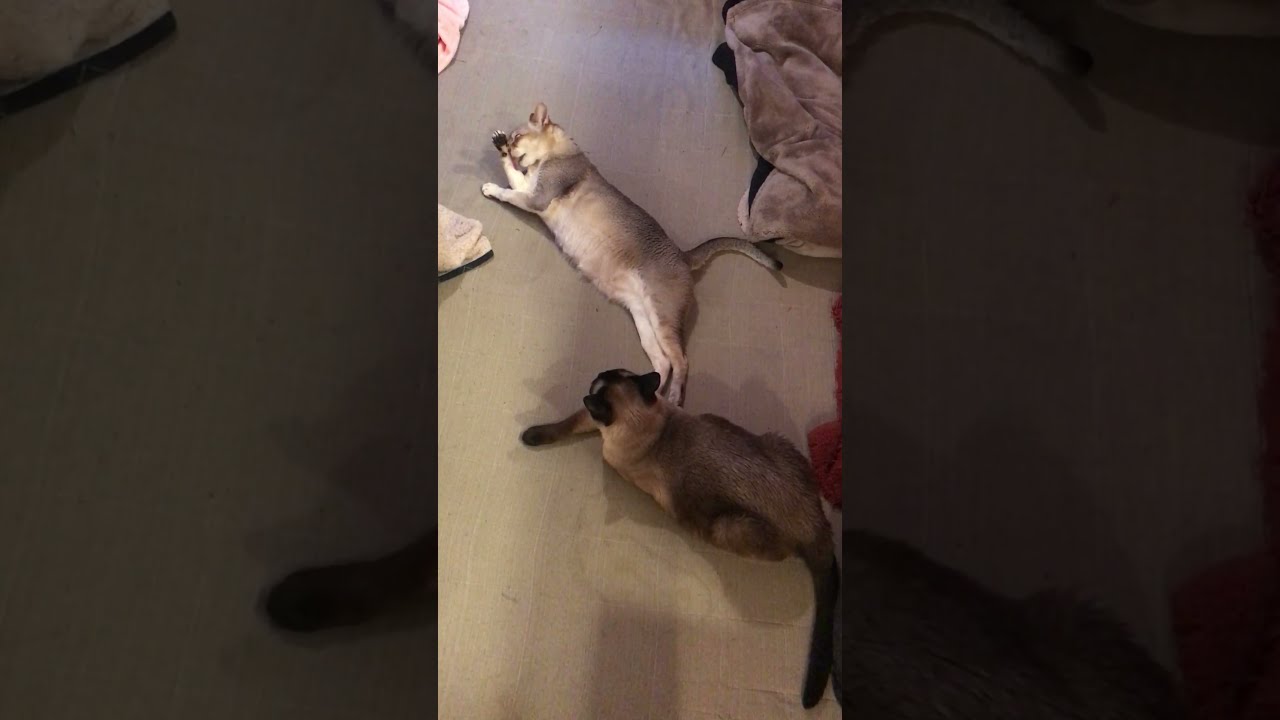 熱心にお手入れしているシンガプーラとそれを見てるたぬき猫なのにゃ♪
