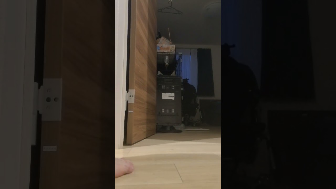 寂しがってよってきたので歩み寄った結果【コモドンの観察日記】 #キンカロー #猫 #cat