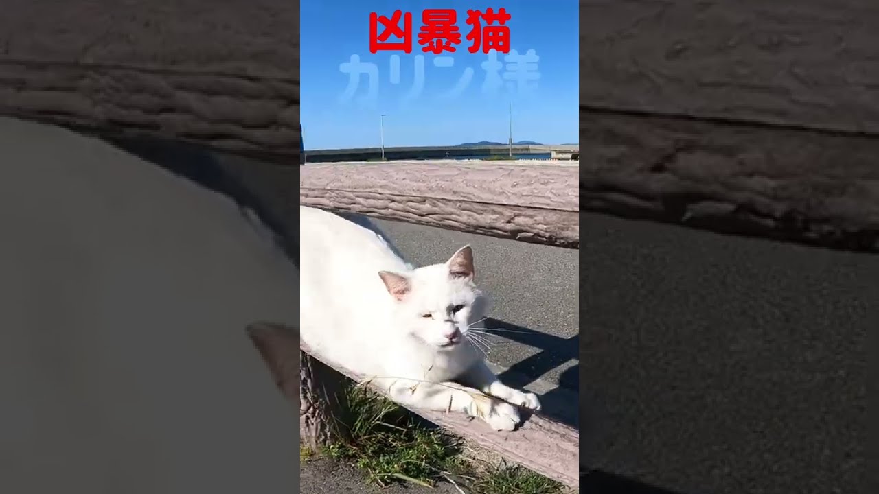 あの凶暴猫のカリン様がカメラ目線で鋭く爪を研ぐ‼️ Ferocious cat #shorts