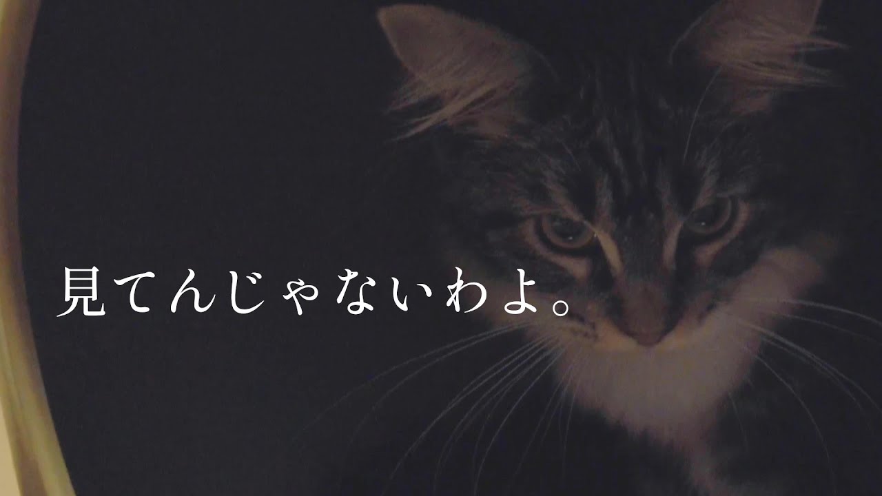 覗いてたら猫パンチされました【メインクーン】