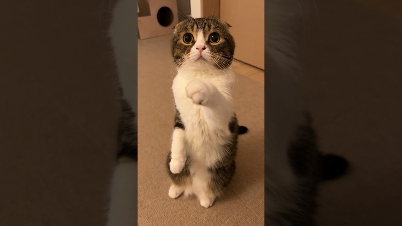 猫が何か伝えたいことがあるようです