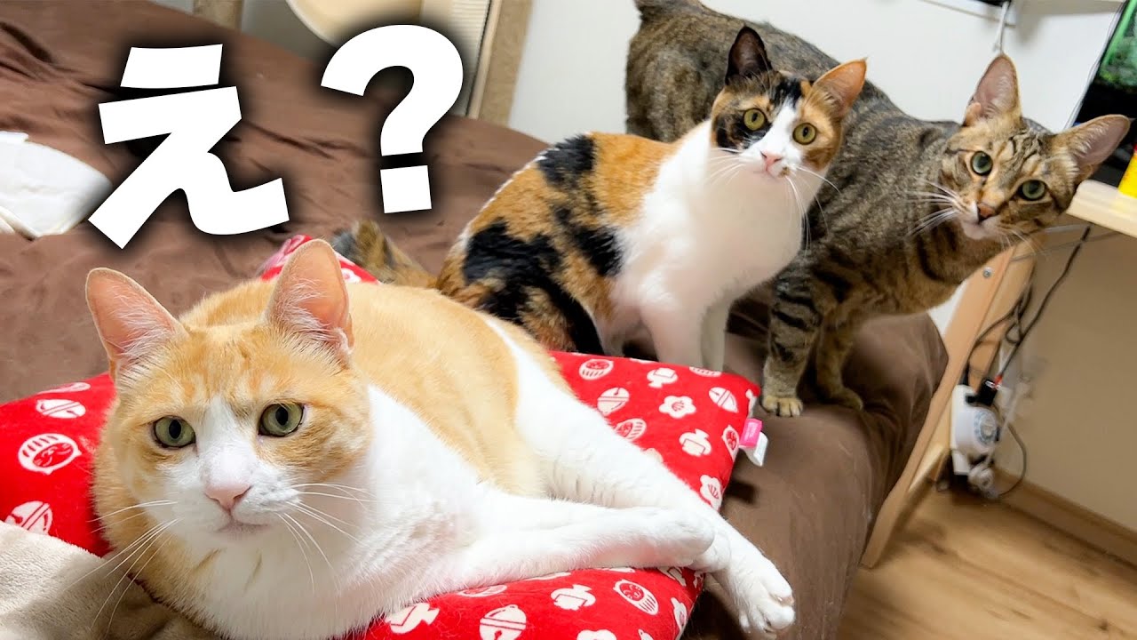 猫たちに今までにない悲しいイタズラをされてしまいました…