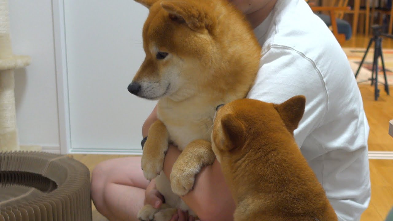 子猫と初対面した時柴犬ハチまさかの行動に。