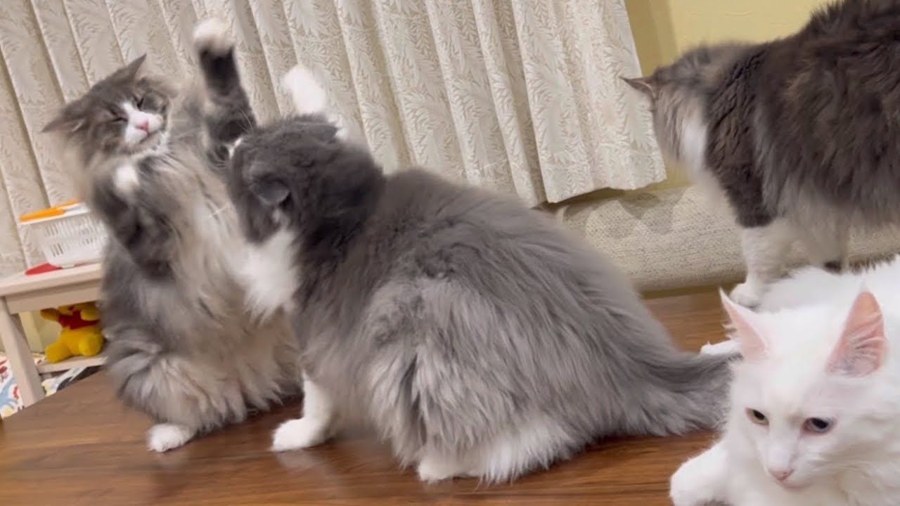 【日常】5ニャンいると、とってもにぎやかwwwターキッシュアンゴラとノルウェージャンフォレストキャット❤︎