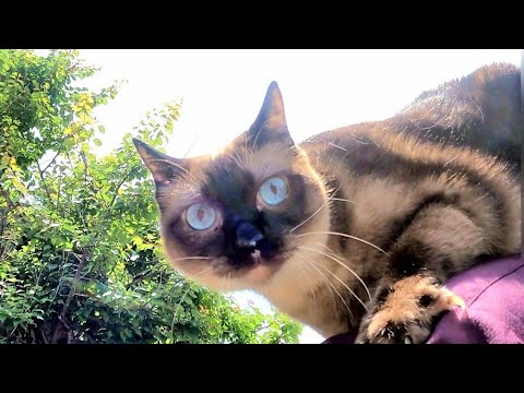 肩から飛び降りて家までダッシュで帰るシャム猫😲
