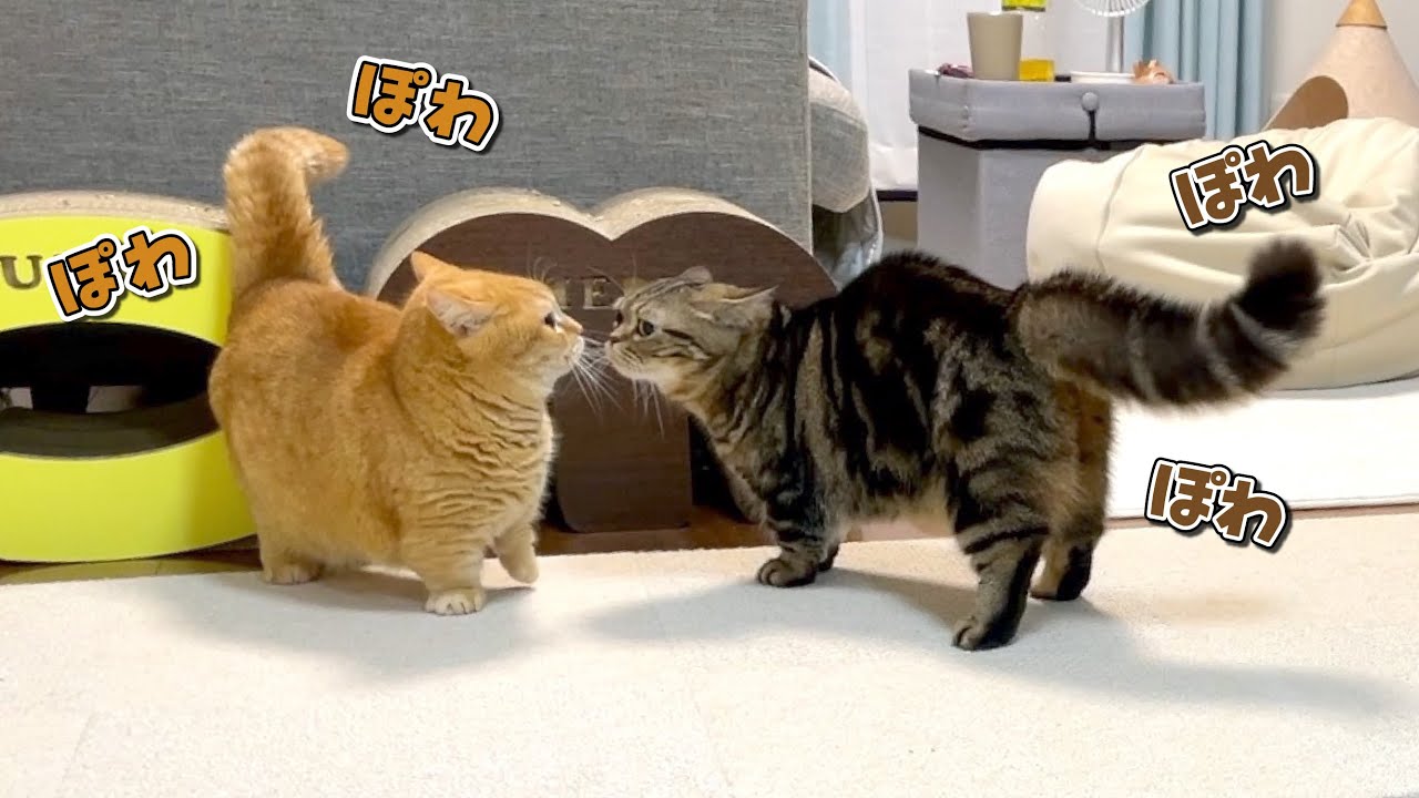 遊びまくって興奮した猫のしっぽがポワポワになっちゃいました！笑