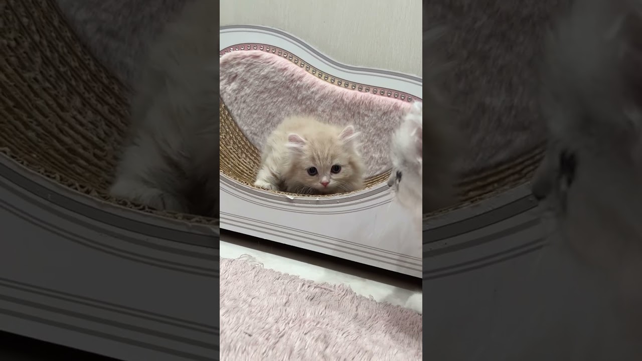 【キンカロー子猫】ミニライオン♡長足キンカロー男の子