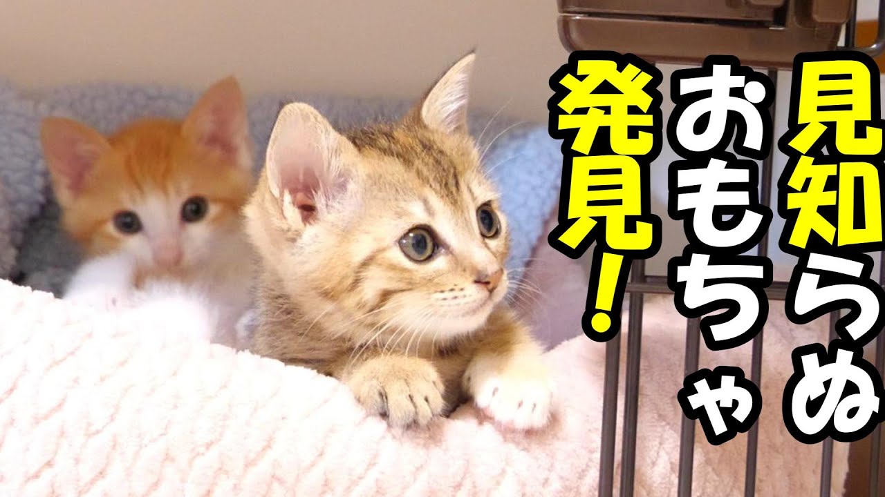 ふたりボッチの子猫が見知らぬおもちゃに興味津々！？【赤ちゃん猫　保護猫】