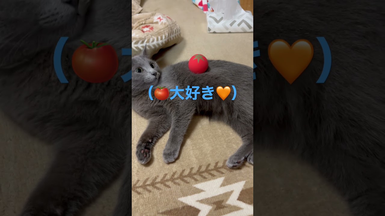 トマトにチューしたい可愛い猫（ロシアンブルー）#shorts
