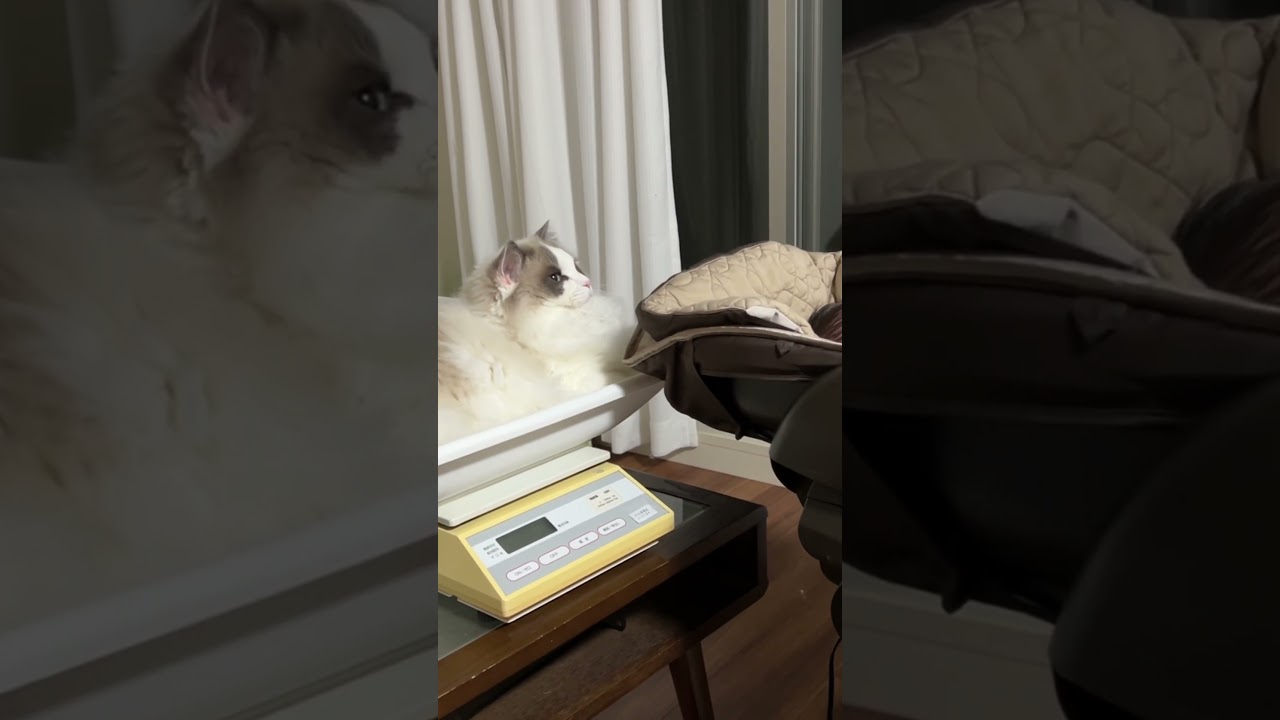 邪魔だにゃ…… #ラグドール #猫