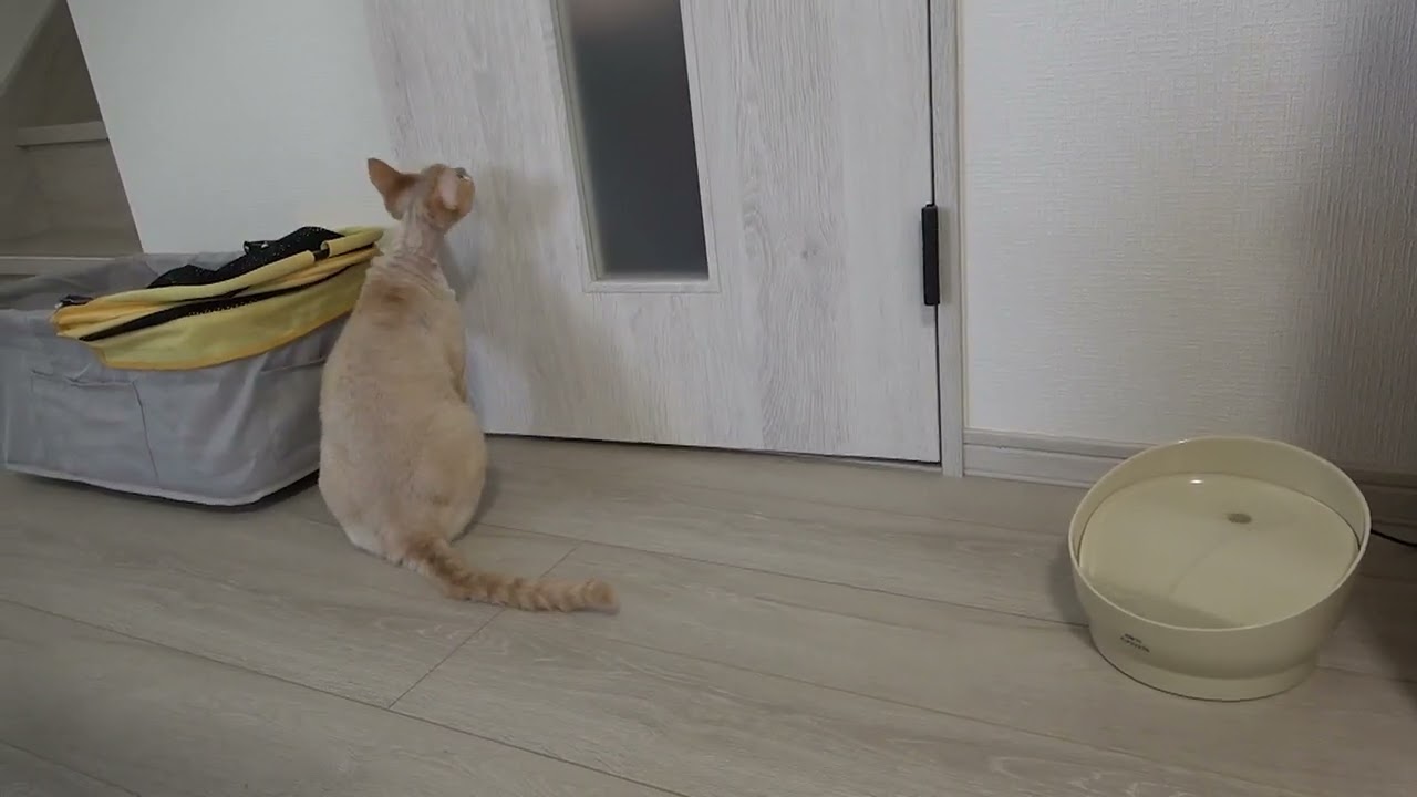お出迎えするデボンレックス猫(Devon Rex cat meeting me at the door)