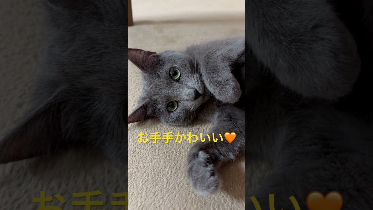 お手手が可愛すぎる猫（ロシアンブルー）#shorts