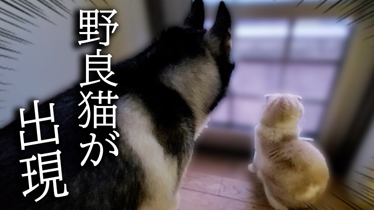 初めて野良猫の喧嘩を見てしまった子猫と犬がこうなっちゃいました…