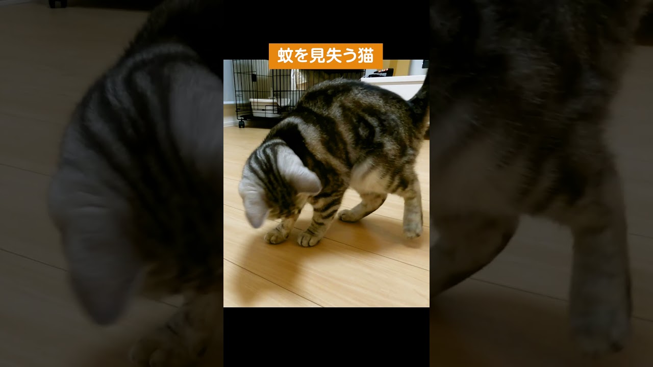 蚊を見失う猫【アメリカンショートヘアー】 #shorts #猫動画 #アメショ